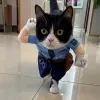 宠物立体搞笑服饰 罚款猫咪衣服 可爱猫狗夏季搞怪装拍摄道具