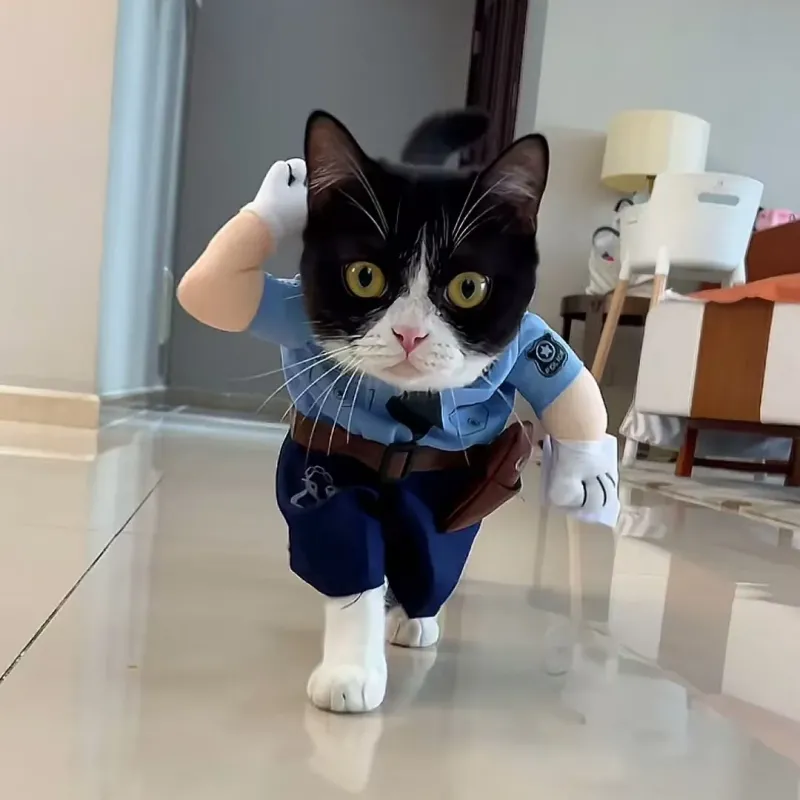 宠物立体搞笑服饰 罚款猫咪衣服 可爱猫狗夏季搞怪装拍摄道具