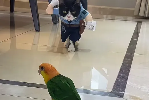 Pourquoi j'ai jeté un tiroir de vêtements pour animaux pour cette tenue